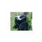 ECOFLOW River Bag ECOFLOW_BRIVER-B small