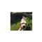 GOPRO Fetch (Dog harness) ADOGM-001 small