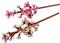LEGO Botanicals Cseresznyevirágok ünnepi ajándék 40725 LEGO_40725 small