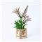 MULTIVERSUM 3D Fa Lily 3D puzzle LG666 small