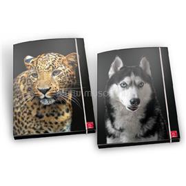PIGNA Animal A4 karton gumis mappa P2110-1306 small