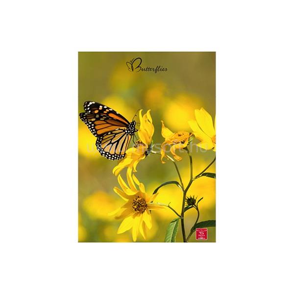PIGNA Butterflies A4 42 lap, tűzött, kockás füzet
