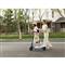 SEGWAY KICKSCOOTER C2 LITE ELEKTROMOS ROLLER 130W, MAX 14 KM KICKSCOOTER_C2_LITE small